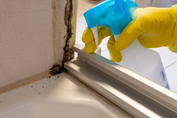 Best Localized Mold Remediation (e.g., coastal areas, humid climates) in Edgeworth, PA