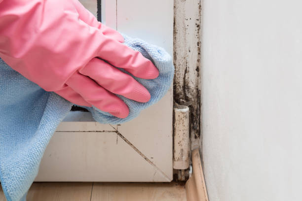 Edgeworth, PA Mold Remediation Company